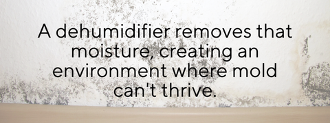 *Dehumidifier & Mold Prevention